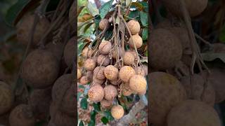 Longan fruit review  harvesting longan fruit in the garden fruit fruitcutting [upl. by Imelida]