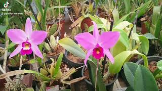 Laelia anceps [upl. by Naol]