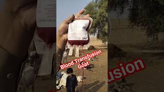 Blood Transfusion goat youtube viral youtubeshorts viralshort goat [upl. by Ahsitul]