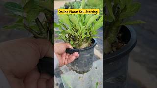 Arabicum Adenium Plants For Sell👏Starting Soon Online Plants Sell👍onlineplants youtubeshorts [upl. by Nowell554]