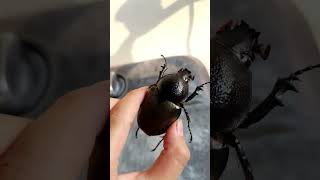 Caucasus beetle [upl. by Ecirehc488]