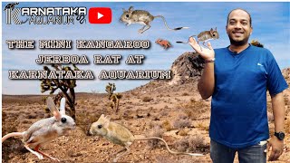 Meet Mini Kangaroo 🦘 The Mighty JERBOA RAT 🐁 At KARNATAKA AQUARIUM  jerboa exotic [upl. by Flo123]