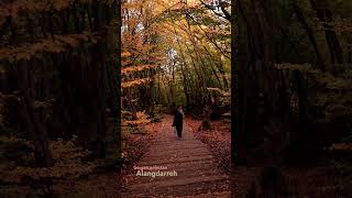 Walking in alang darreh autumnal park in golestan provincegorgan iran beautiful golden trees [upl. by Carmencita]