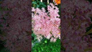 Filipendula rubra also known as queenoftheprairie flowers flower rubra [upl. by Ynnig843]