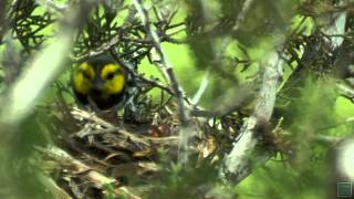 Goldencheeked Warblers  Postcard From Texas [upl. by Anua934]