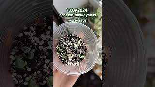 Senecio Rowleyanus variegata [upl. by Gnouhc]