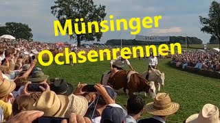 Das 7te Münsinger Ochsenrennen [upl. by Weigle763]