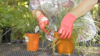 How to Cut Chives Way Down for New Growth  Garden Space [upl. by Gautier]