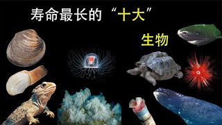 世界上寿命最长的10种生物，存活4000年却只能排第二，太强悍了 [upl. by Eizzil]