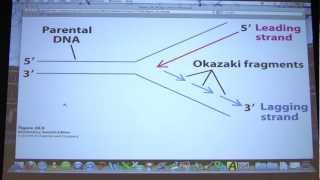 42 Biochemistry DNA Replication II Lecture for Kevin Aherns BB 451551 [upl. by Nolaf]