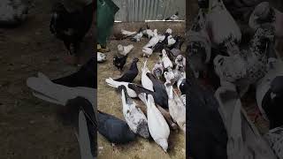 pigeon highflyerkabutar kabootar birds [upl. by Udenihc828]