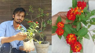 Lantana plant propagation and its effect in our biodiversity [upl. by Junius]