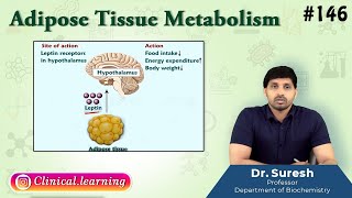 146 Adipose Tissue Metabolism [upl. by Iinden]