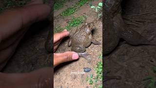 Wep wep catching froggy make you laugh  funny frogs catching  Try dont laugh shorts [upl. by Nuj]