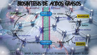 👉BIOSINTESIS DE ACIDOS GRASOSLIPOGENESIS FACIL✔  BIOQUIMICA [upl. by Setsero]