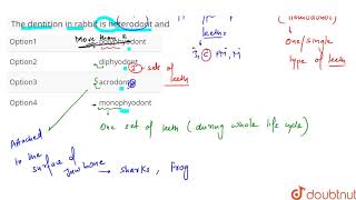 The dentition in rabbit is heterodont and [upl. by Dami]