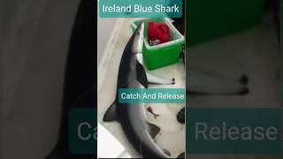 Shark Ireland [upl. by Gerhard839]