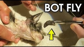 POOR KITTEN HAS BOTFLY LARVAE  REMOVED [upl. by Wertheimer]