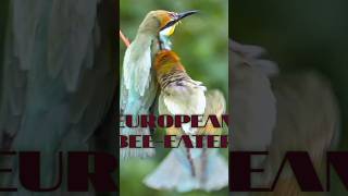 Beutiful European Beeeater Birds 🥰 [upl. by Carbone]