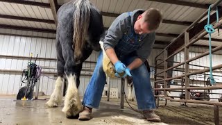 LIVE Chronic Clydesdale Hoof Care [upl. by Lawlor]