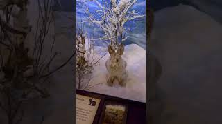 Canada Lynx And A SnowShoe Hare  Just A Couple Taxidermy Animals  Wonders Of Wildlife Museum [upl. by Berkman]