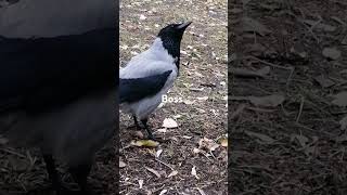 Boss crow has a stroll on his territory  Босс осматривает свою территорию вороны [upl. by Mutat153]