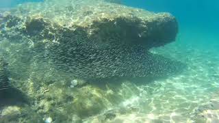 Snorkeling between thousands of fish in Kamenjak coast of Istria Croatia [upl. by Linnell]