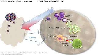 In less than 10 min Antibody Response B and Th2 cells [upl. by Eissert72]