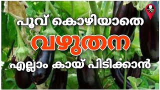 Vazhuthananga krishi  Brinjal cultivation in malayalam  vazhuthana farming  Prs kitchen krishi [upl. by Malim110]