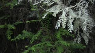 Albino Redwoods Ghosts of the Forest Science on the SPOT [upl. by Uon840]