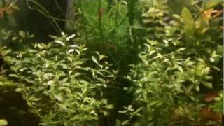 How to grow Ludwigia arcuata Needle Leaf Ludwigia Species Sunday [upl. by Anawyt]