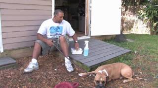 Dog Training amp Canine Health  Treating Dog Wounds [upl. by Negyam492]