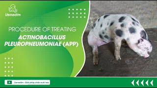 PROCEDURE OF TREATING ACTINOBACILLUS PLEUROPNEUMONIAE APP [upl. by Joyann]