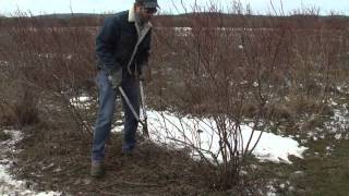 Pruning Blueberries [upl. by Lilybel]