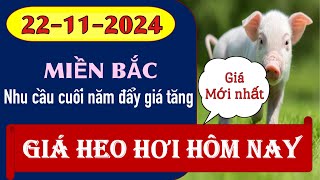 Giá heo hơi hôm nay 22112024  Nhu cầu cuối năm đẩy giá tăng tại trở lại [upl. by Silisav207]