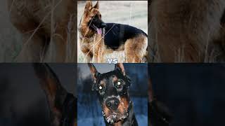 rottweiler vs doberman Akita wolf youtubeshorts [upl. by Eyram]