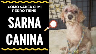 🛑 Como SABER si mi PERRO tiene SARNA ⏩DESCUBRE  7  CLAVES para DETECTAR Rápido la SARNA CANINA ✅ [upl. by Ppilihp]