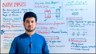 Nerve Impulse class 12 biology Resting Membrane potential Action Membrane potential MDCAT Biology [upl. by Nerrot]