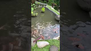 Bali Indonesia Plataran Ubud Resort amp Spa 5 travel bali indonesia ubud hotel shorts [upl. by Nadirehs831]