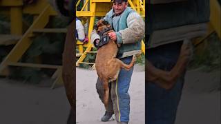 😮Police dog training Malinois super attack GUARDODESSA Odessa Ukraine [upl. by Capp]