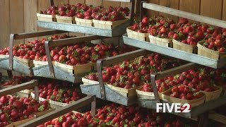 Strawberry festival fun in Troy [upl. by Notlrak388]