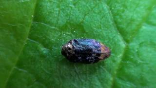 Metallic Woodboring Beetle Buprestidae Brachys aerosus on Oak [upl. by Drucill]