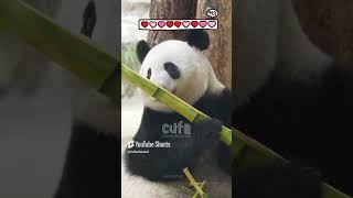 Big fat panda is eating a delicious bamboo [upl. by Adidnac26]