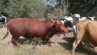 Bonsmara Bull From Fonteir Bonsmar SaleCrossed With Nguni BreedNew Weaner Production Project [upl. by Gerdy]