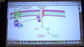 18 Biochemistry Signaling I Lecture for Kevin Aherns BB 450550 [upl. by Andi96]