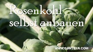 Rosenkohl Kohlsprossen pflanzen [upl. by Welton543]