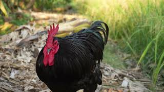 The Story of Chiantis Black Rooster [upl. by Marne]