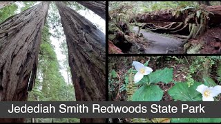 Jedidiah Smith State Park  Redwoods [upl. by Iiette]