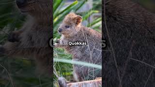 Quokkas so much cute shorts quokka quokkas australia cuteanimal cute funnyanimals adorable [upl. by Atul]