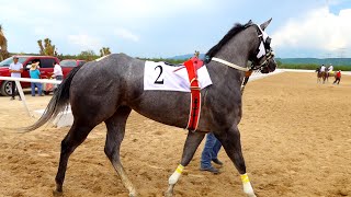 Futurity Zuazua Arena Hits  3 y 4 [upl. by Buyse58]